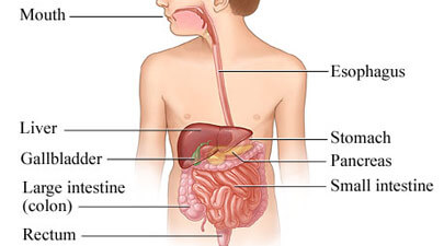 Parts Of Digestive System