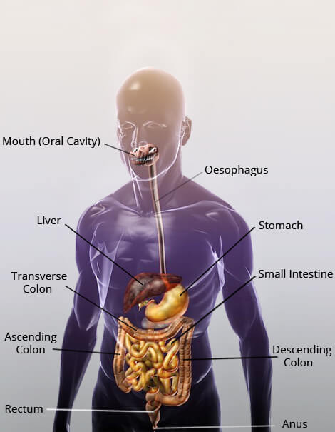 The Human Digestive System